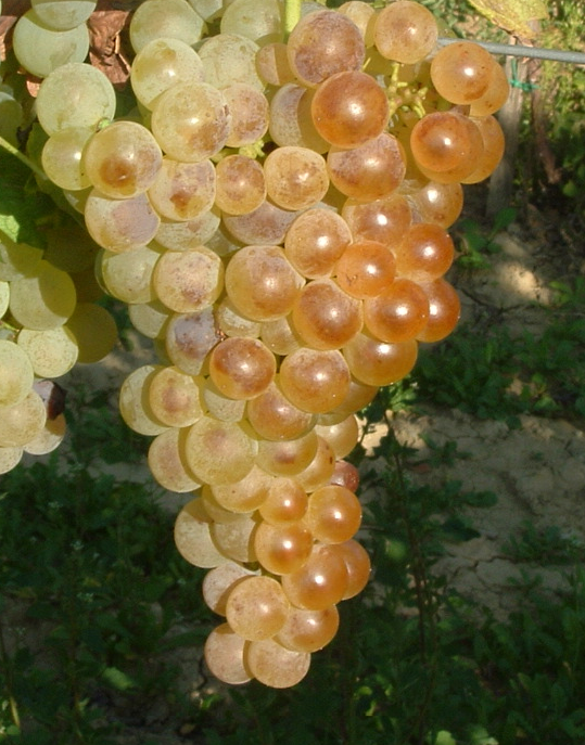 chasselas feher szolo